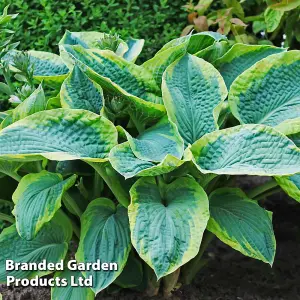 Hosta Giant Leaved Mix 3 bare root plants