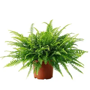 Boston Fern - Nephrolepis Exaltata - Bushy Indoor Plant in 12cm Pot