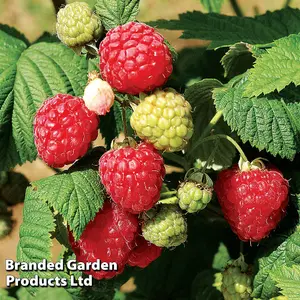 Raspberry (Rubus Idaeus) Octavia 12 Canes - Grow Your Own Fruit