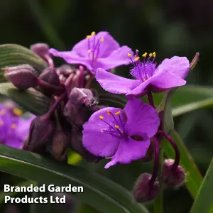 Tradescantia Brainstorm 9cm Pot x 2