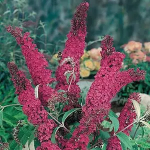 Buddleia Royal Red Garden Plant - Rich Red Blooms, Attracts Butterflies (15-30cm Height Including Pot)