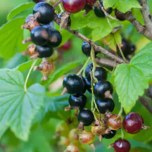 Lincolnshire Fruits Black & Red Premiere Potted 1 Litre Blackcurrants