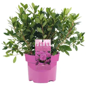 Pink Japanese Azalea (30-40cm Height Including Pot) - Delicate Pink Blooms Evergreen