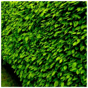 10 Hornbeam 2-3ft Hedging Plants,60-90cm Carpinus Betulus Trees.Winter Cover 3FATPIGS