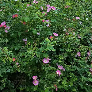 Dog Rose Hedge Rosa canina Set of 25 Bare Root Hedges, 90-120cm tall