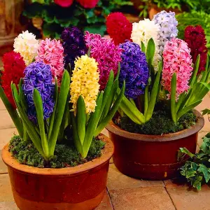 Hyacinth Mixed Flowering Bulbs (250 Pack)