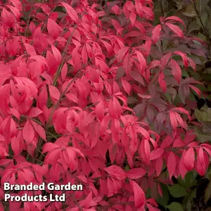 Euonymus alatus Unforgettable Fire HAYMAN 9cm Potted Plant x 1