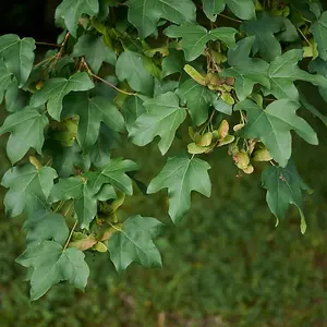 1 Field Maple Hedging, Native Trees Acer Campestre 40-60cm Plants,Autumn Colour 3FATPIGS