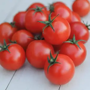 Tomato Gardeners Delight 1 Seed Packet (50 Seeds)