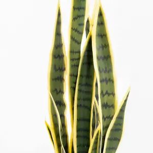 Blooming Artificial - 85cm / 2.75ft Variegated Faux Sansevieria