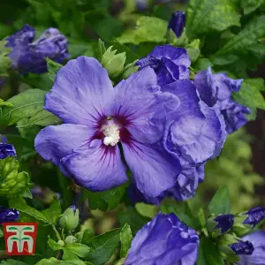 Hibiscus Syriacus Marina (O. bleu) 3.6 Litre Potted Plant x 1