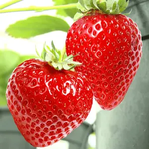 3 x Strawberry Honeoye Fruit Plants - Hardy Garden Bushes in 9cm Pots