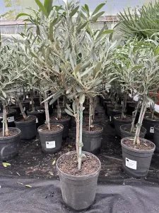 2x Standard Real Olive Trees Plants 50-60cm Tall Lollipop Head Ideal Gift