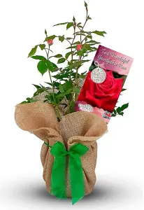 To a Wonder Grandfather Rose Bush Gift Wrapped -  Grandpa Garden Plant Gift