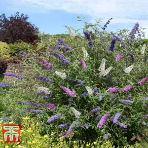 Buddleja davidii Triple 3-in-1 12cm Pot x 1