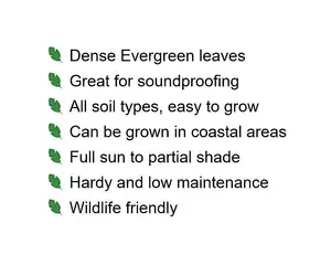 4-5ft Green Privet (Ligustrum Ovalifolium) Evergreen Bare Root Hedging Plants - Pack of 10