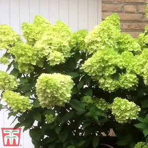 Hydrangea paniculata Mojito 9cm Pot x 1