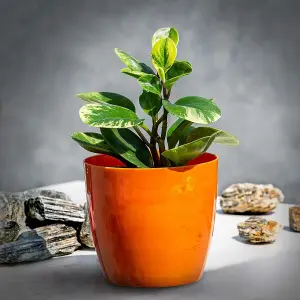 Flower Pots 6 Colours 4 sizes Marble Plastic Plant Pots Planter Deco Round Deco  Orange 16cm