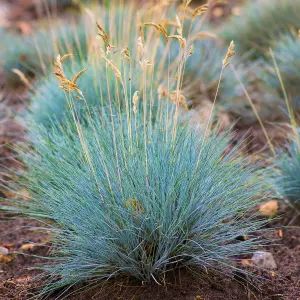 Festuca 'Elijah Blue' Trio - Stunning Blue Foliage, Drought-Tolerant and Low Maintenance, Ideal for Garden Contrast (15-30cm)