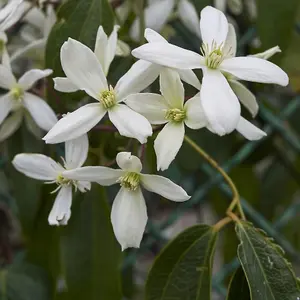 Clematis Armandii 2 Litre Potted Plant x 2