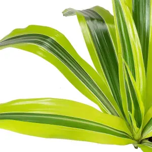 Dracaena 'Surprise' - Elegant Indoor Plant with Variegated Leaves, Air Purifying, Perfect for Low Light Areas (12cm)