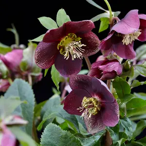 Helleborus orientalis Hello Ruby 14cm Potted Plant x 2