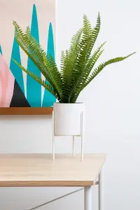 Fiori Fern with White Cement and Iron Pot Artificial Plant Foliage