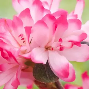 Azalea Izum-no-mai - Compact Evergreen Shrub, Delicate Pink Blooms (20-30cm Height Including Pot)