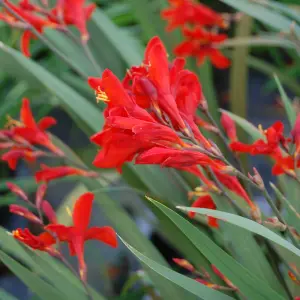 Crocosmia Fairy Crimson in 9cm Pot - Herbaceous Perennial - Ready to Plant