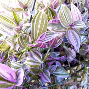 Tradescantia Zebrina - Variegated Houseplant with Colourful Foliage, Home Office Plant in 12cm Pot (15-25cm Height Including Pot)