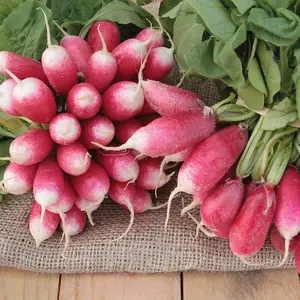 Radish French Breakfast 3 1 Seed Packet (750 Seeds)