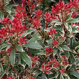 Pieris Flaming Silver (15-25cm Height Including Pot) Garden Plant - Variegated Foliage and Pink Blooms