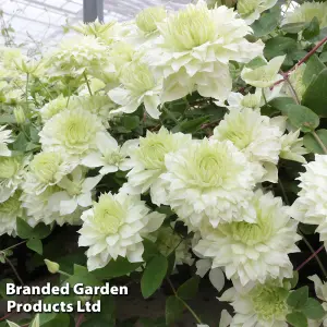 Clematis florida Manju 9cm Potted Plant x 1