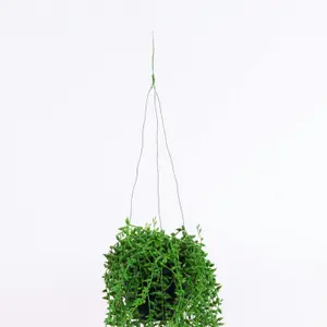 Blooming Artificial - 80cm / 2.5ft Artificial Hanging String Of Pearls