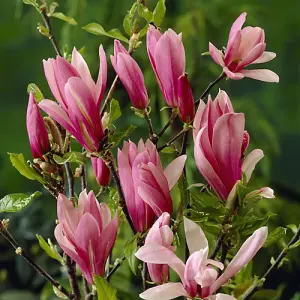 YouGarden Magnolia 'Susan' Standard Tree in 3L Pot, Approximately 80-90cm Tall, Gift Wrapped in Brown Hessian Bag with Green Fabri