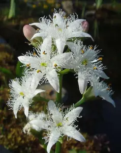 Lincolnshire Pond Plants Ltd Marginal Plants - Pond Plants (Menyanthes Trifoliata)  - 3x 1 Litre Plants