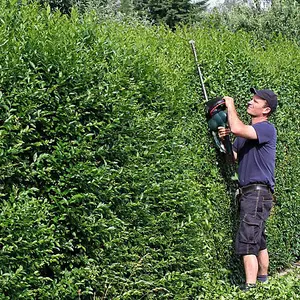 Ligustrum Ovalifolium - Hardy Green Privet Hedging, Low Maintenance (20-40cm, 20 Plants)