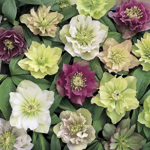 YouGarden Hellebore 'Double Ellen', Set of 10 Mixed Jumbo Plug Plants, Winter and Spring Flowering, Ready to Pot or Plant Out