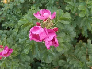 1-2ft Hedging Rose (Rosa Rugosa) Bare Root Hedging Plants Tree Sapling - Pack of 10