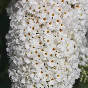 Buddleia davidii 'White Profusion' in 2L pot Buddleja Butterfly Bush 3FATPIGS