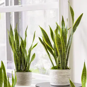 Sansevieria Laurentii - Indoor House Plant for Home Office, Kitchen, Living Room - Potted Houseplant (80-90cm)