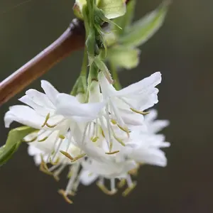 Winter Beauty Winter Honeysuckle Shrub Plant Lonicera x Purpusii 2L Pot