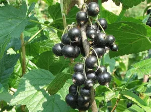 10 Ben Sarek Blackcurrant Plants / Ribes Nigrum 'Ben Sarek' 2-3ft Tall 3FATPIGS