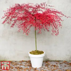 Acer Palmatum Emerald Lace 3 Litre Potted Plant x 1