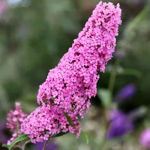 Pink Delight Butterfly Bush Outdoor Shrub Plant Buddleja 2L Pot