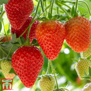 Strawberry (Fragaria) Elegance 12 Bare Roots