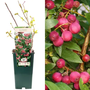 Blueberry Pink Lemonade - Compact Shrub, Edible Berries (30-50cm Height Including Pot)