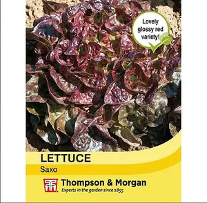 Lettuce Saxo 1 Seed Packet (250 Seeds)