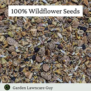 UK Native Wild Flower Seeds Mix 100g (50m²)