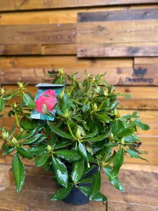 Direct Plants Rhododendron Nova Zembla Red Evergreen Shrub Plant Extra Large in a 10 Litre Pot